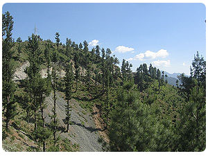 Shangla