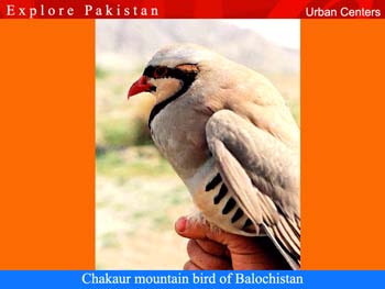 Urban-Centers-Baloch-Chakau