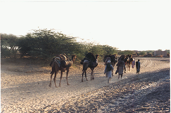 cholistan