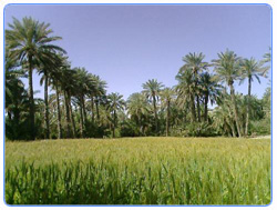 Panjgur