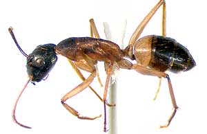 ant